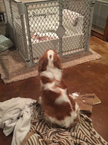 Gabby-she was wet and needed to dry better before she got in with the babies.
