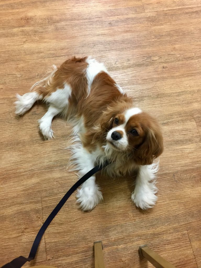 Fourpines Therapy Dogs – Fourpines Cavaliers