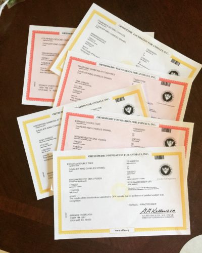 Some of our OFFA certificates (fall 2016) for our breeding Cavaliers